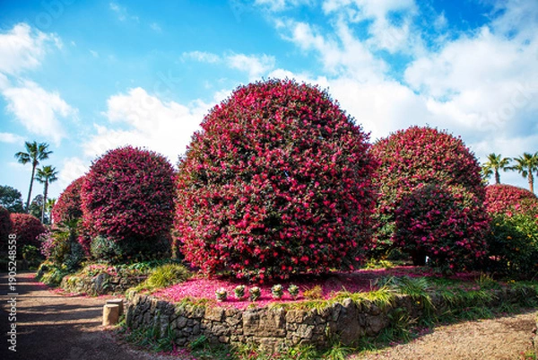 Obraz 제주도 동백수목원