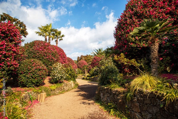 Obraz 제주 동백수목원