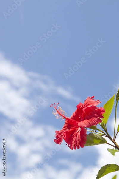 Obraz ハイビスカスと青空