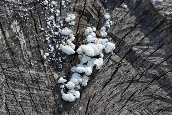 Obraz 乾燥した切り株に芽生えるスエヒロタケ茸の幼いコロニー（アウトドアフィールド菌・キノコ類マクロ撮影）