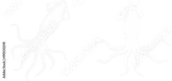 Obraz イカ　動物　生き物　イラスト