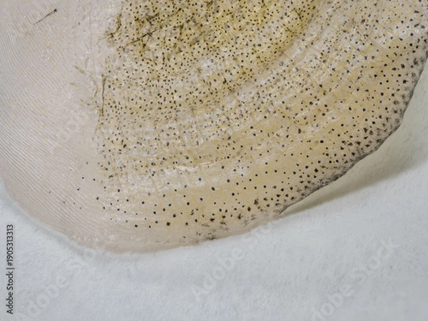 Fototapeta Drying carp fish scales.