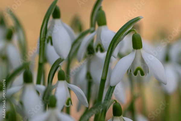 Obraz Snowdrops flowers close-up with soft background, spring bloom macro