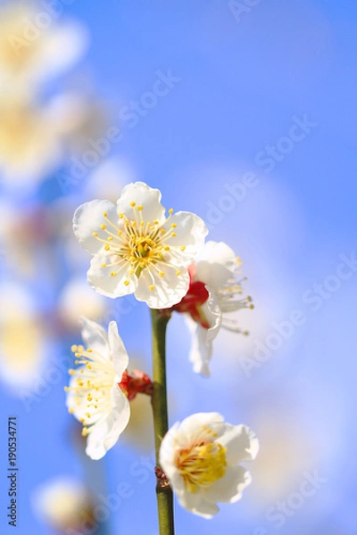 Fototapeta Japanese Apricot(Plum Blossom) full blooming with bright blue sky background closeup / macro shot 5 - Located in The Plum Grove of Minabe Wakayama Prefecture, is one of early Spring feature in Japan.
