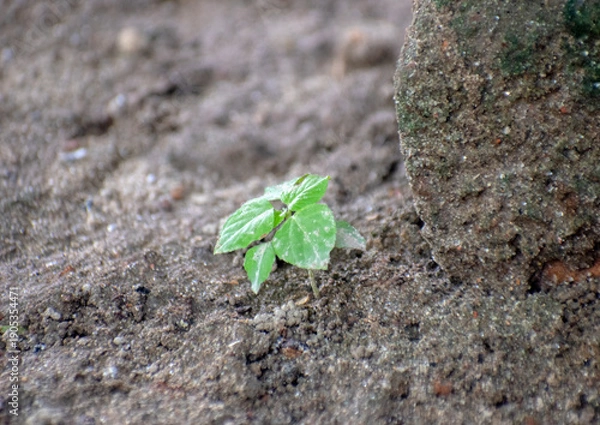 Obraz Tiny green seedling emerging from soil beside stone