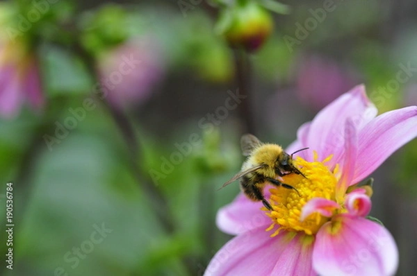 Obraz Hummel oder Biene Blüte