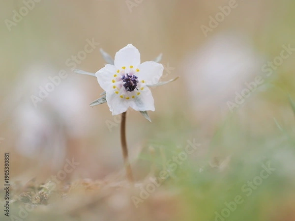 Obraz セツブンソウ