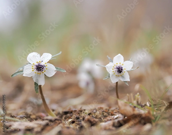 Obraz セツブンソウ