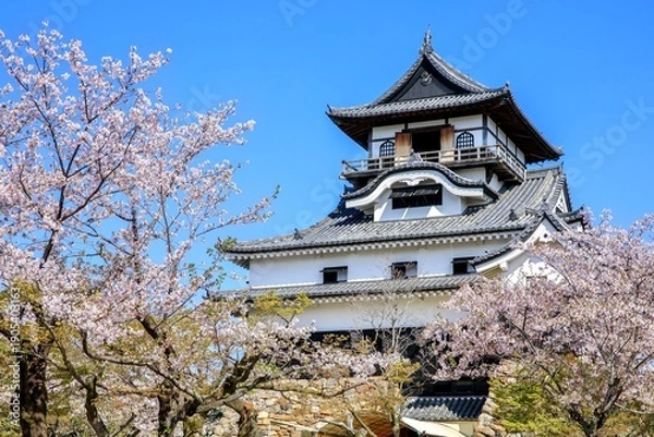 Obraz 犬山市、国宝犬山城と満開の桜