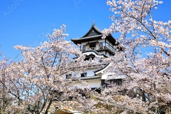 Obraz 犬山市、国宝犬山城と満開の桜