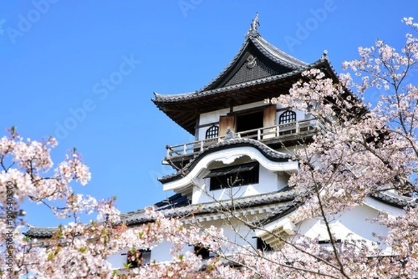 Obraz 犬山市、国宝犬山城と満開の桜