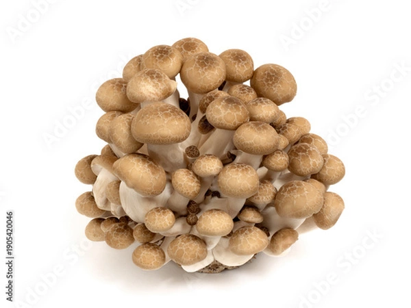 Obraz ブナシメジ