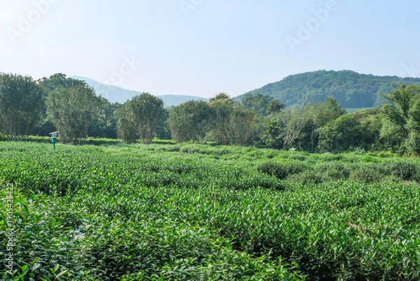 Obraz 杭州の西湖の畔に広がる龍井茶の茶畑