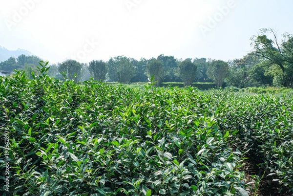 Obraz 杭州の西湖の畔に広がる龍井茶の茶畑