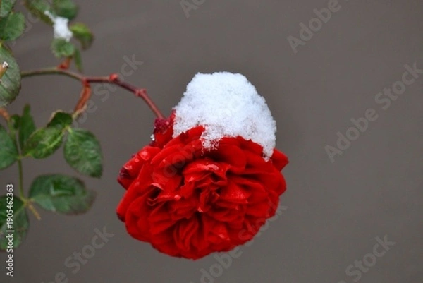 Obraz 雪の重みで俯く赤いバラ