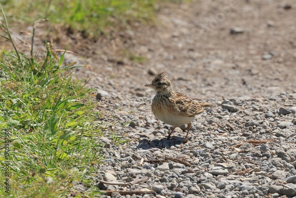 Obraz 春の野原に現れた冠羽の立つヒバリ