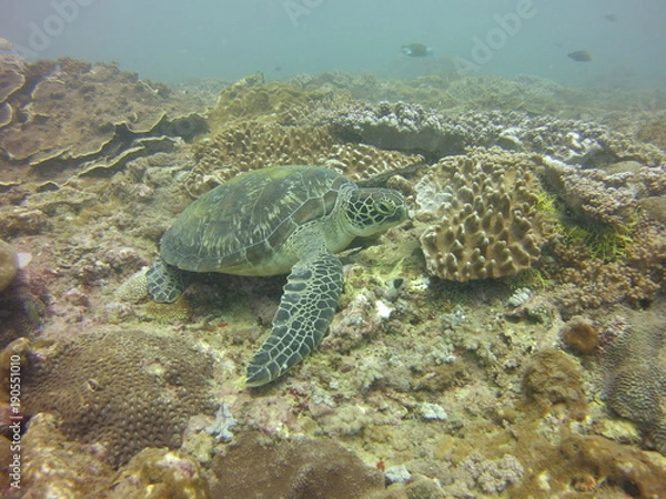 Fototapeta DCIM\100MEDIA