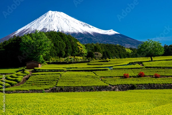Obraz 日本の象徴・富士山の写真画像