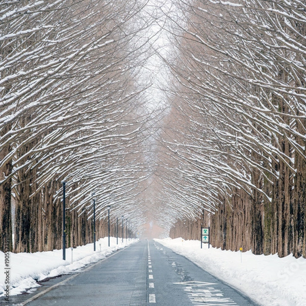 Fototapeta 滋賀 メタセコイア並木の雪景色