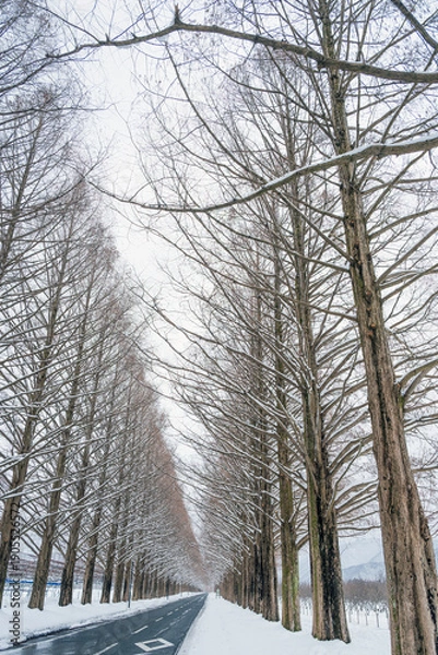 Obraz 滋賀 メタセコイア並木の雪景色
