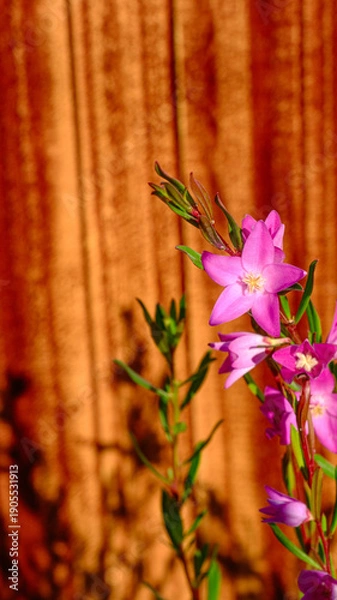 Obraz サザンクロスの花