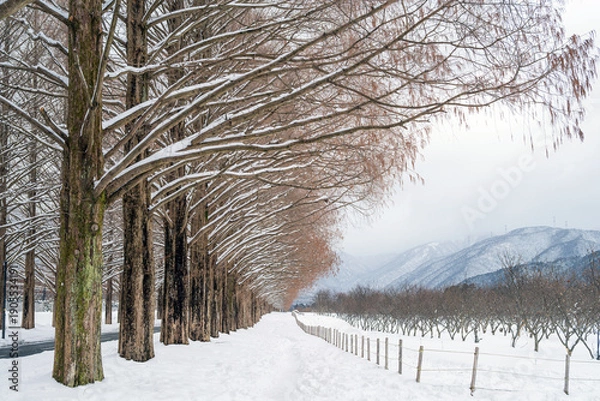 Obraz 滋賀 メタセコイア並木の雪景色