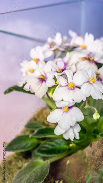 Obraz 白のセントポーリアの花