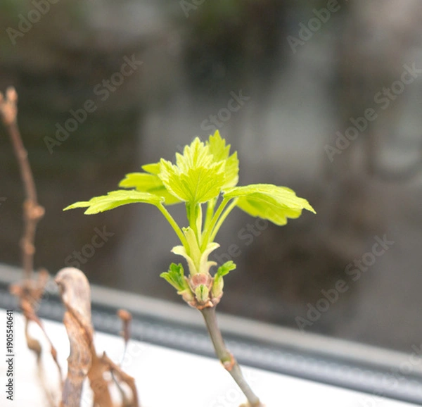 Fototapeta Chestnut Leafs objects and background.