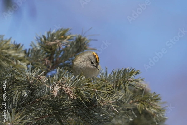 Obraz 松の木に止まるキクイタダキ