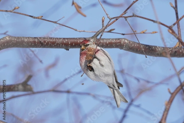 Obraz 枝にとまるベニヒワ
