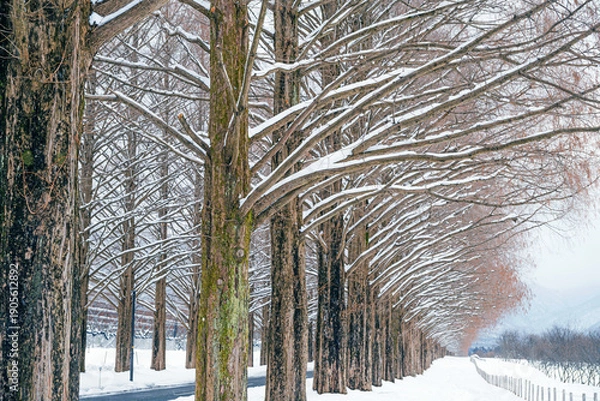 Obraz 滋賀 メタセコイア並木の雪景色