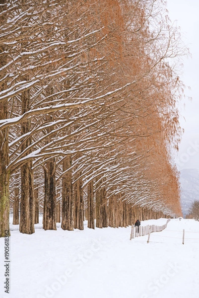 Obraz 滋賀 メタセコイア並木の雪景色