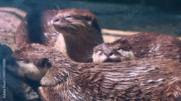 Fototapeta Otters