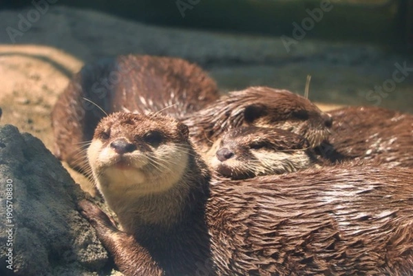 Fototapeta Otters