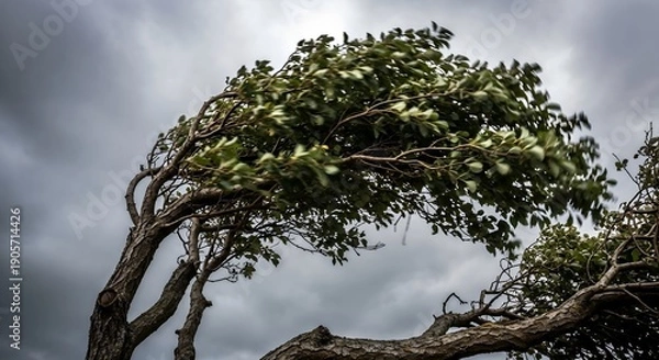 Obraz Tree bent dramatically by strong wind under stormy skies.
