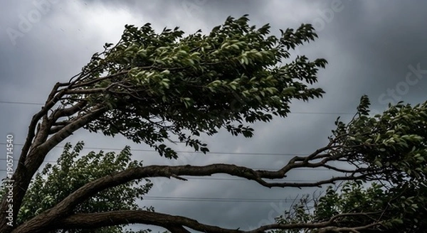 Obraz Wind shaped tree leaning under heavy gusts.