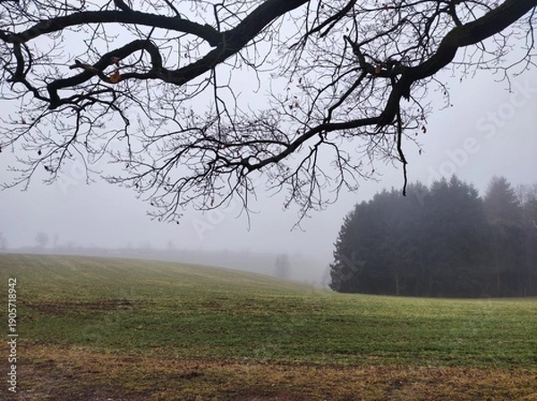 Obraz tree in the fog