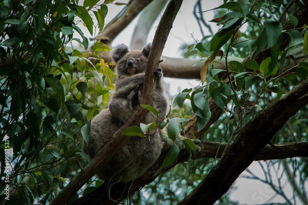 Obraz koalas