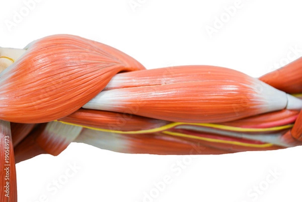 Obraz Human hands muscle