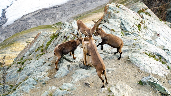 Obraz スイスのアルプス高山地帯の険しい岩場に集まる、大きな角を持った野生のアルプスアイベックスの群れ