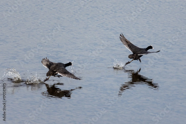Obraz Birds chasing on water