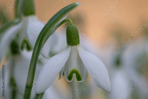 Fototapeta Delicate Snowdrop Bloom Emerging in Soft Spring Light