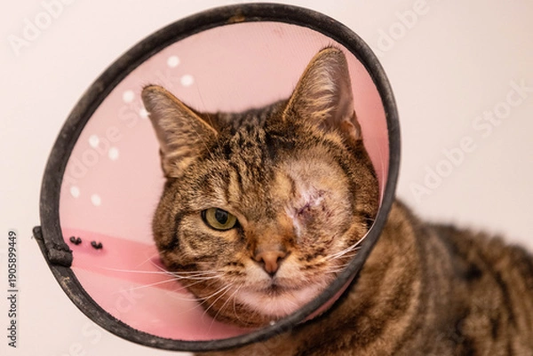 Obraz Portrait einer getigerten Katze nach einer Augen Operation