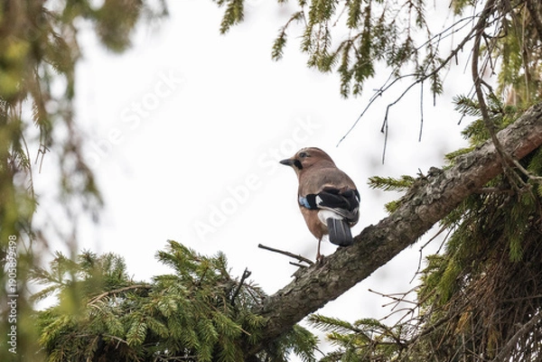 Obraz Eichelhäher auf einem Ast