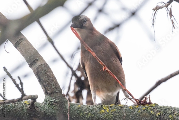 Obraz Eichelhäher auf einem Ast mit Malhzeit