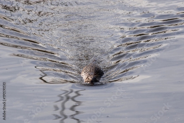Obraz Swimming Nutria
