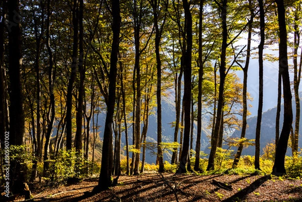 Obraz Forêt de Lescun