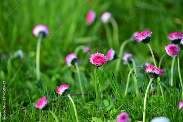 Fototapeta ピンクのタンポポ