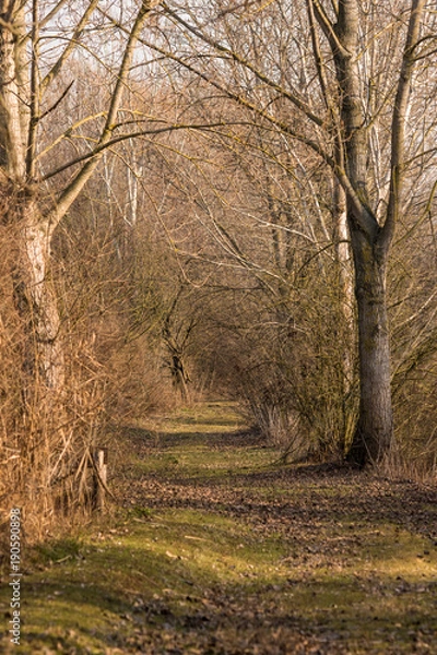 Obraz Trail in the woods