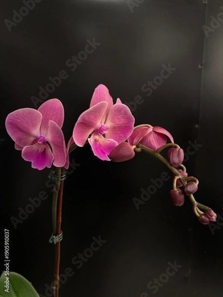 Obraz orchid on black